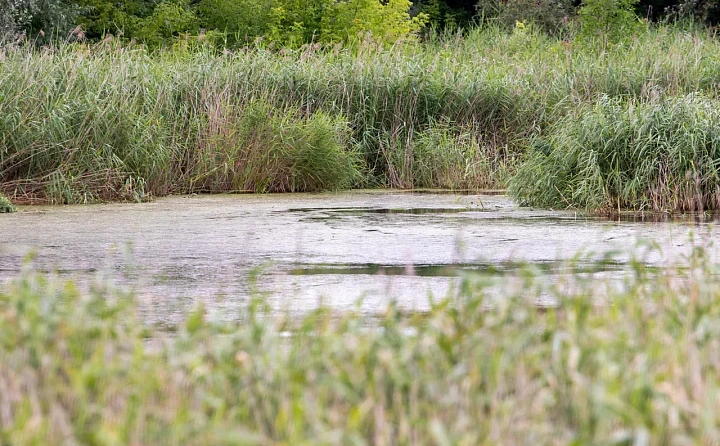 В реки Алексина годами сливают канализацию, и никто ничего не может сделать